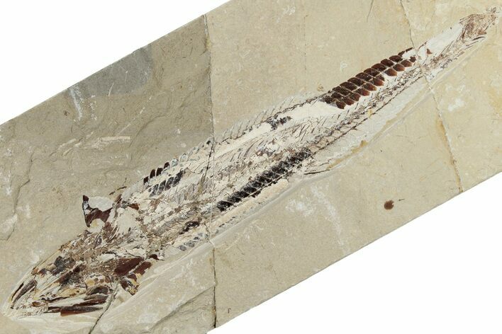 8.6" Cretaceous Viper Fish (Prionolepis) Fossil - Lebanon